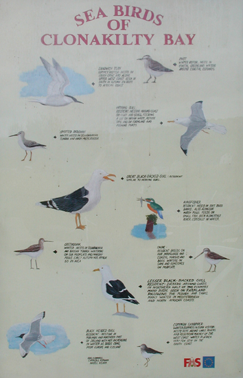 Sea Birds of Clonakilty.jpg 152.2K